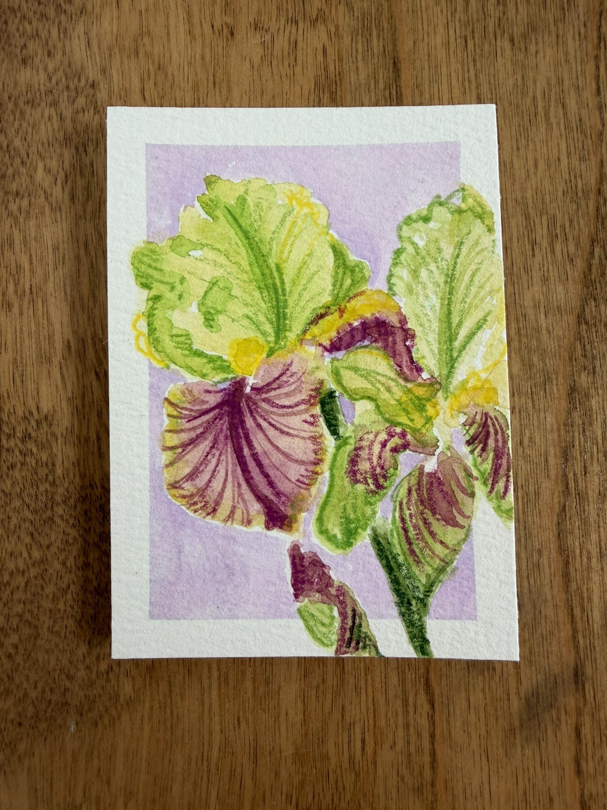 ACEO Original iris flowers, abstract botanical illustration floral 2.5×3.5in