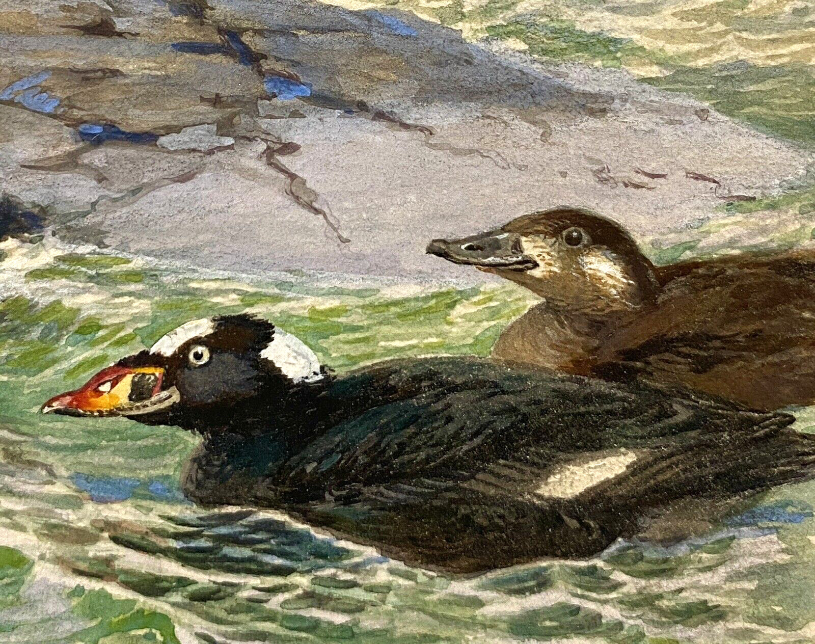 Bruce Horsfall Original Miniature Bird/Duck Art Painting – Surf Scoter, Signed