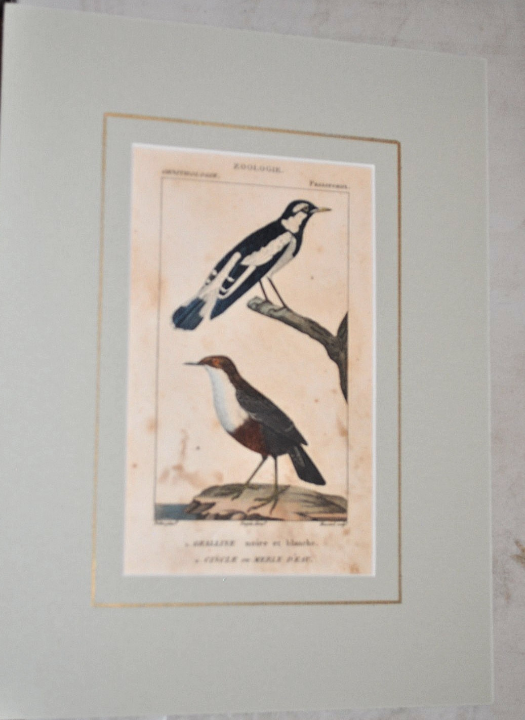 Antique 1830 French Engraving Shore Birds Hand Colored Matted ready to frame