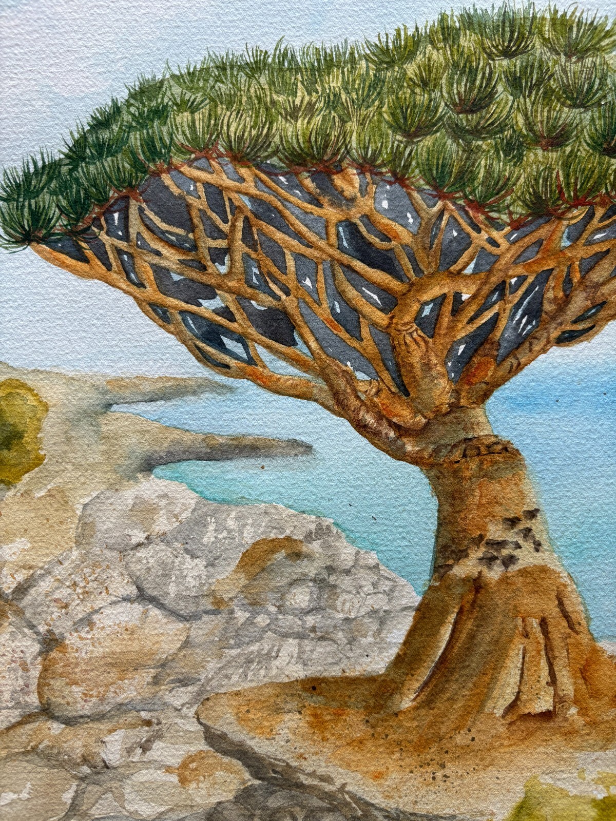 Dragon Tree Original Watercolor Paintin Sukotra Art Home Decor 12*16