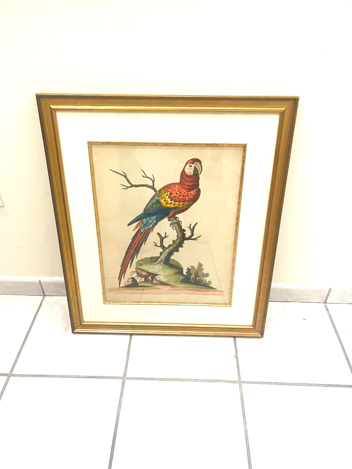 FRAMED MULTI- COLORED PARROT PAINTING MEDIUM SIZED 29 BY 24.5 IN