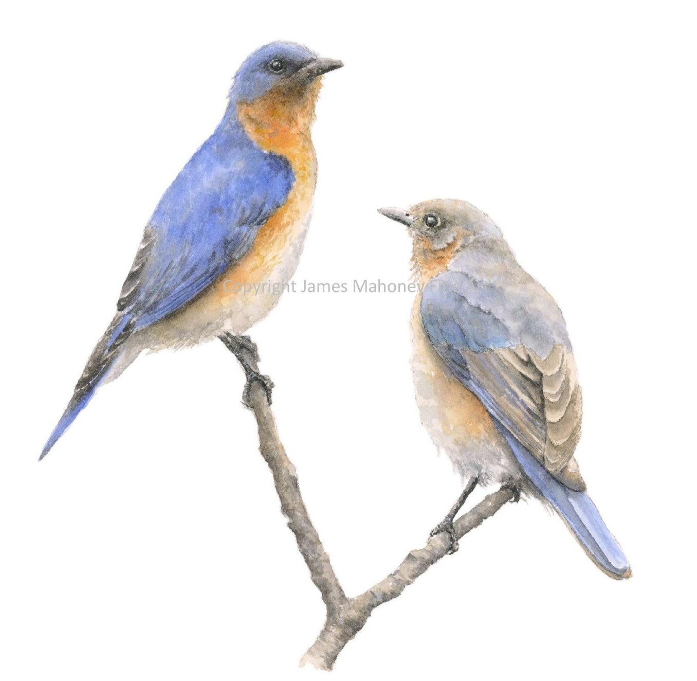 Bluebird Pair 01 – 8″x10″ Giclee Print of Hand-Painted Watercolor, Unframed