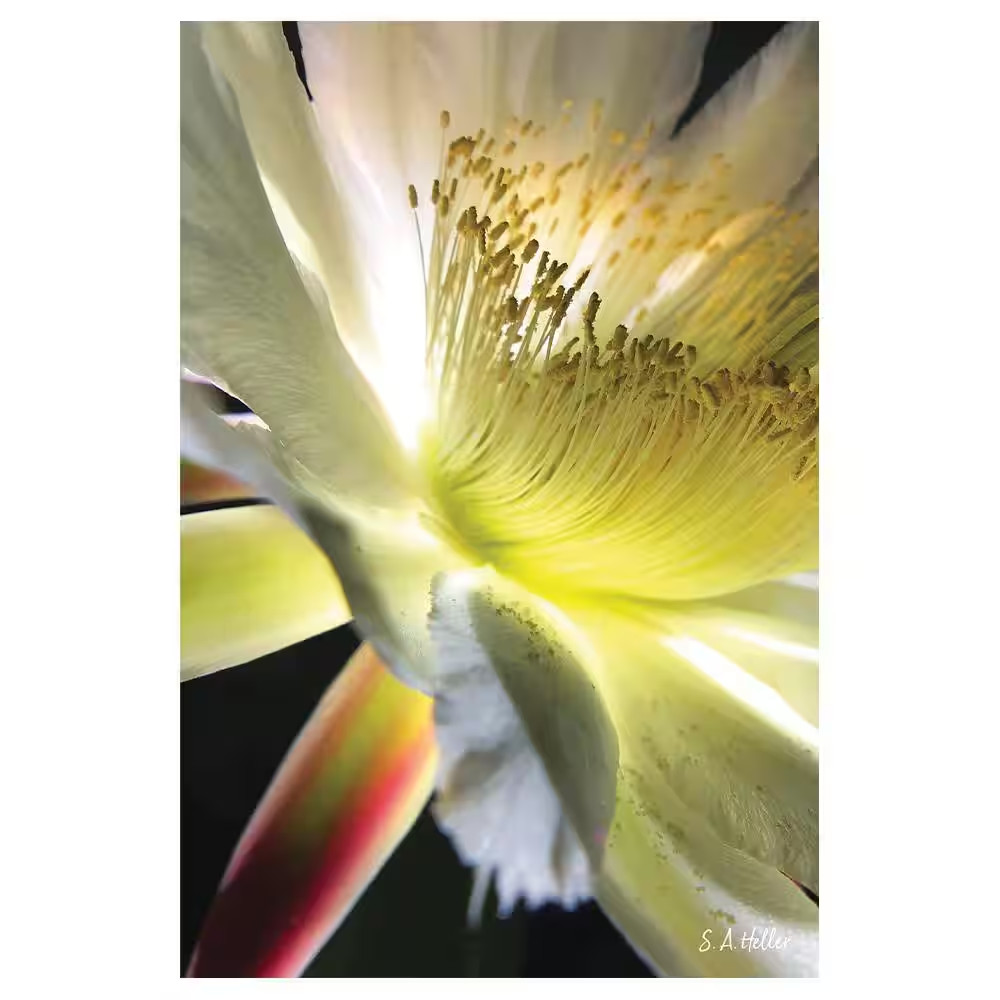 BLOOM PARADE by Steven A. Heller 1 Piece Unframed Canvas Drawing Print Abstract