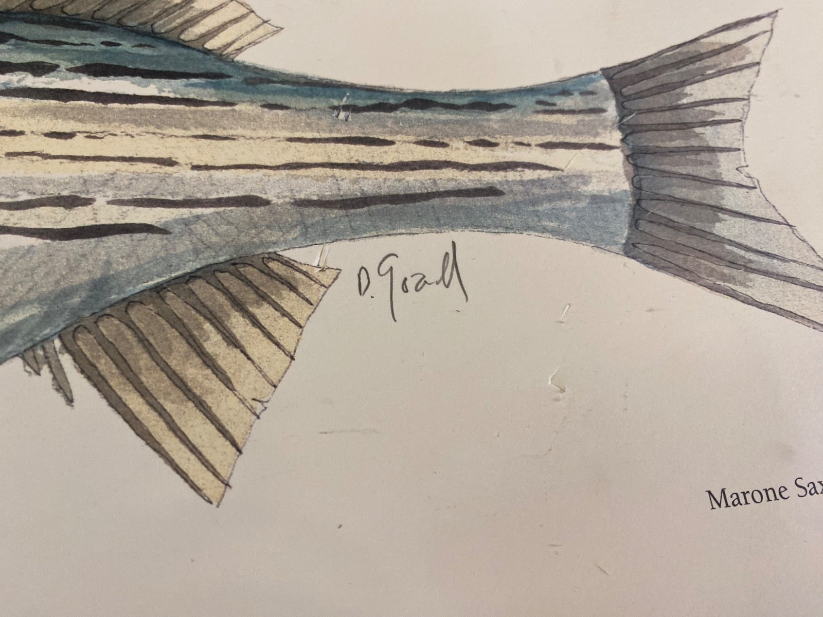 Striped Bass Original Painting Limited 625/1000 Framed Watercolor Signed