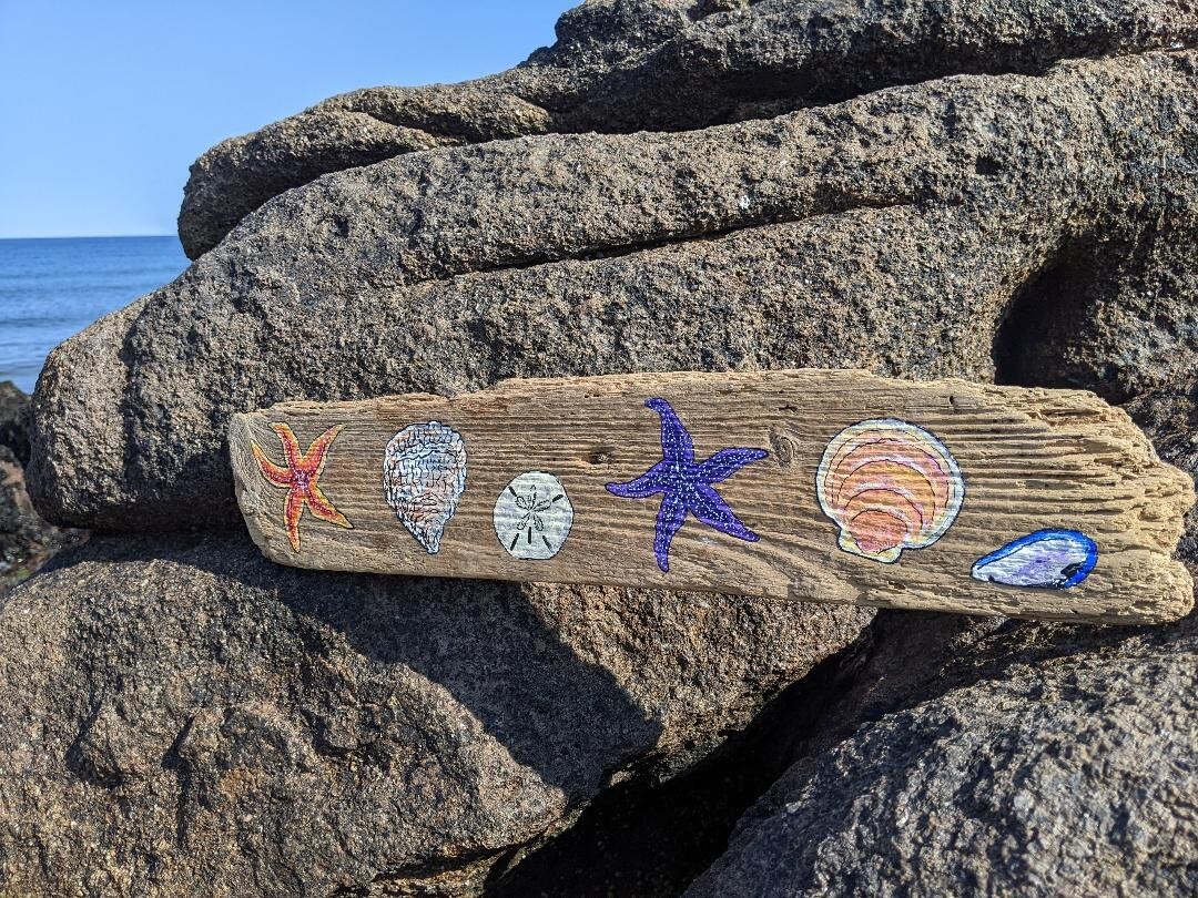 Original Seastar & Seashell Painting on Driftwood by Maine USA Artist