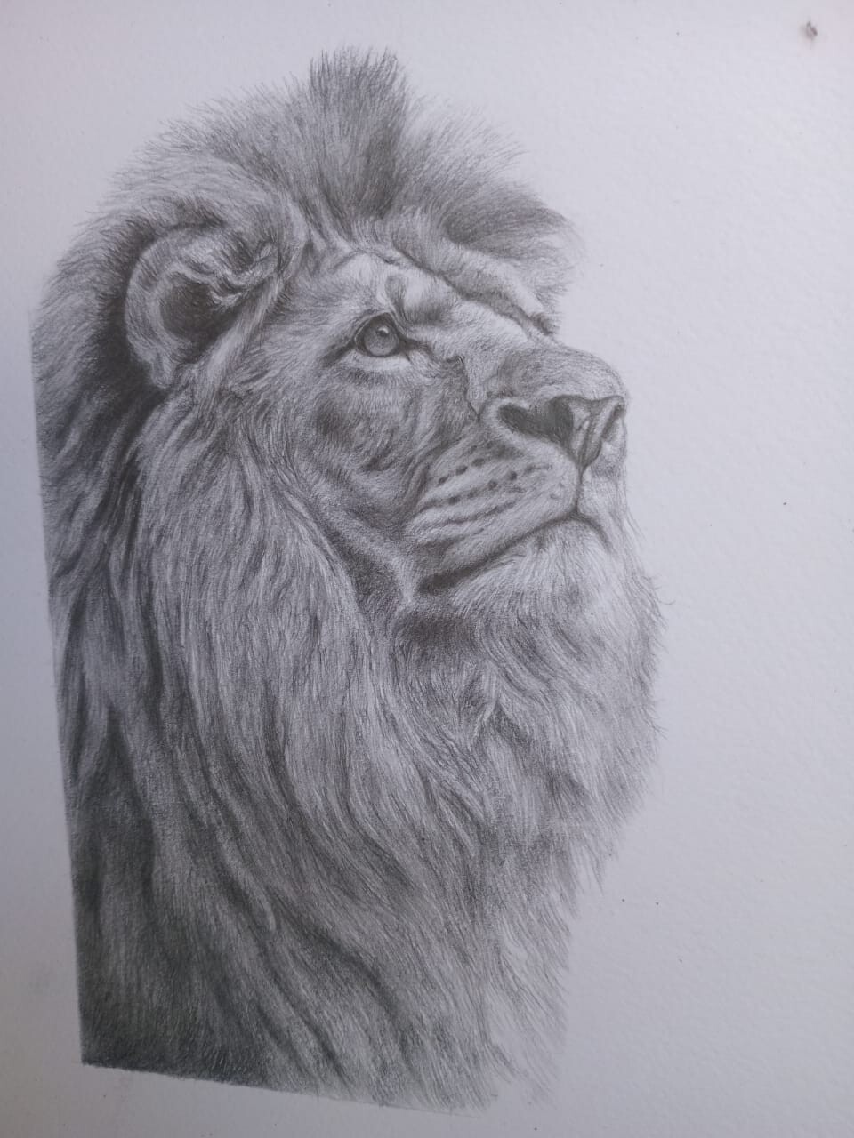 Majesty in Graphite – Hand-Made Lion Portrait ~ 8.3″ x 11.7″ UNFRAMED