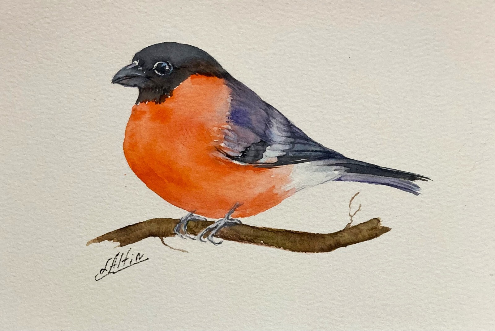 Bullfinch – Vibrant Songbird Original Watercolor Painting –Art by Liz Altin
