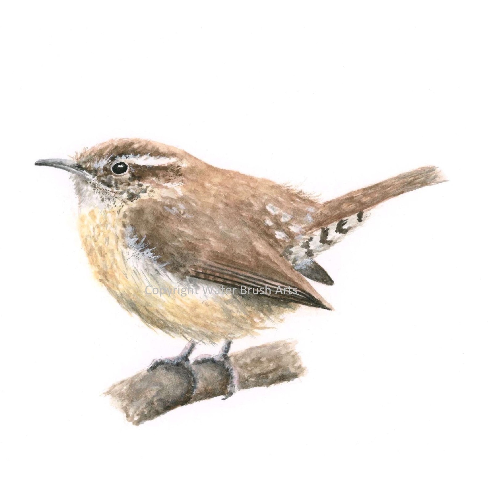 Carolina Wren Hand-Painted Watercolor Giclee Print, Unframed