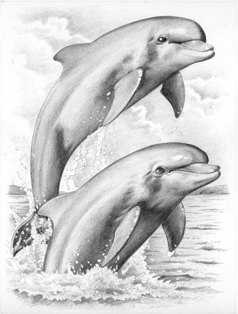 Reeves Dolphins Sketching by Numbers, Medium