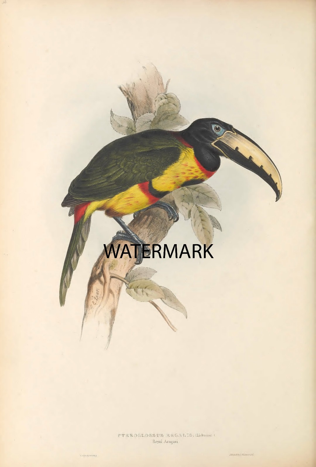 Pl-14 1834 John & Eliza Gould Pteroglossus Regalis Royal Aracari Toucan 17×22
