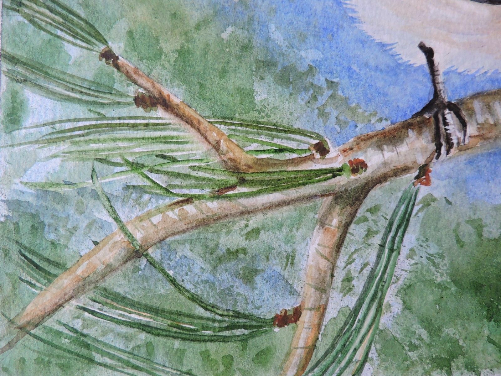 Chickadee on a Branch, Original Watercolor, 8 1/2 x 11 1/2 with 11×14 Gray Mat