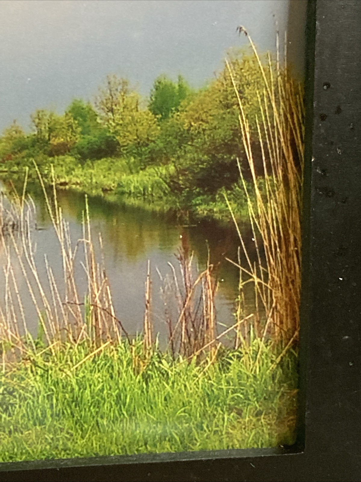 Framed Landscape Photo Of Marsh Stream Grasses Reeds Trees Green-Yellow-Blue Hue