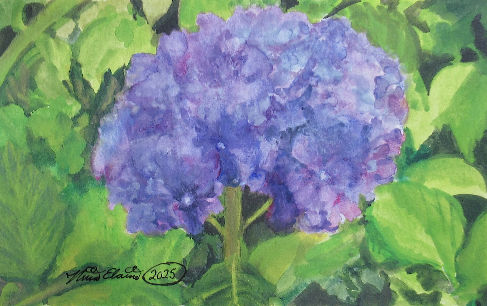 Hydrangea painting, Original watercolor art, Fine Art, Floral, Flowers, Garden