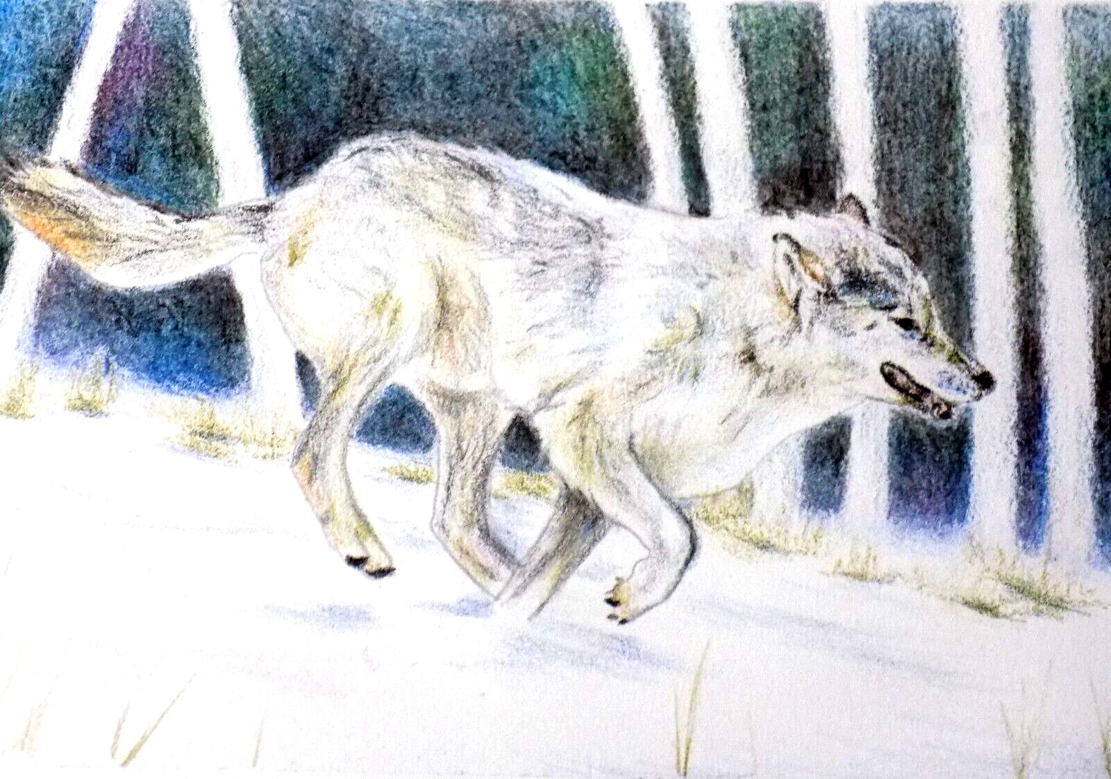 Art original wolf running in winter on paper colored pencil