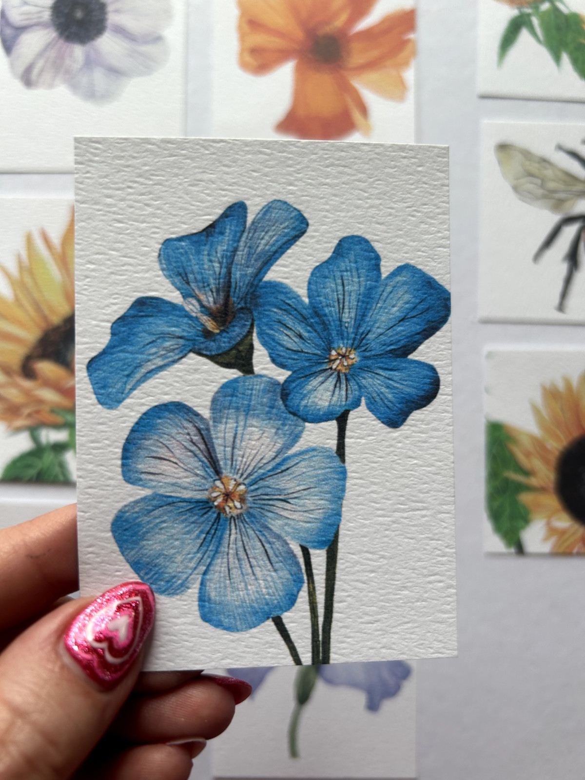 ACEO Edition- Print. Sawyer Crane Flower Watercolor Wild Blue Flax Lewis Prarie