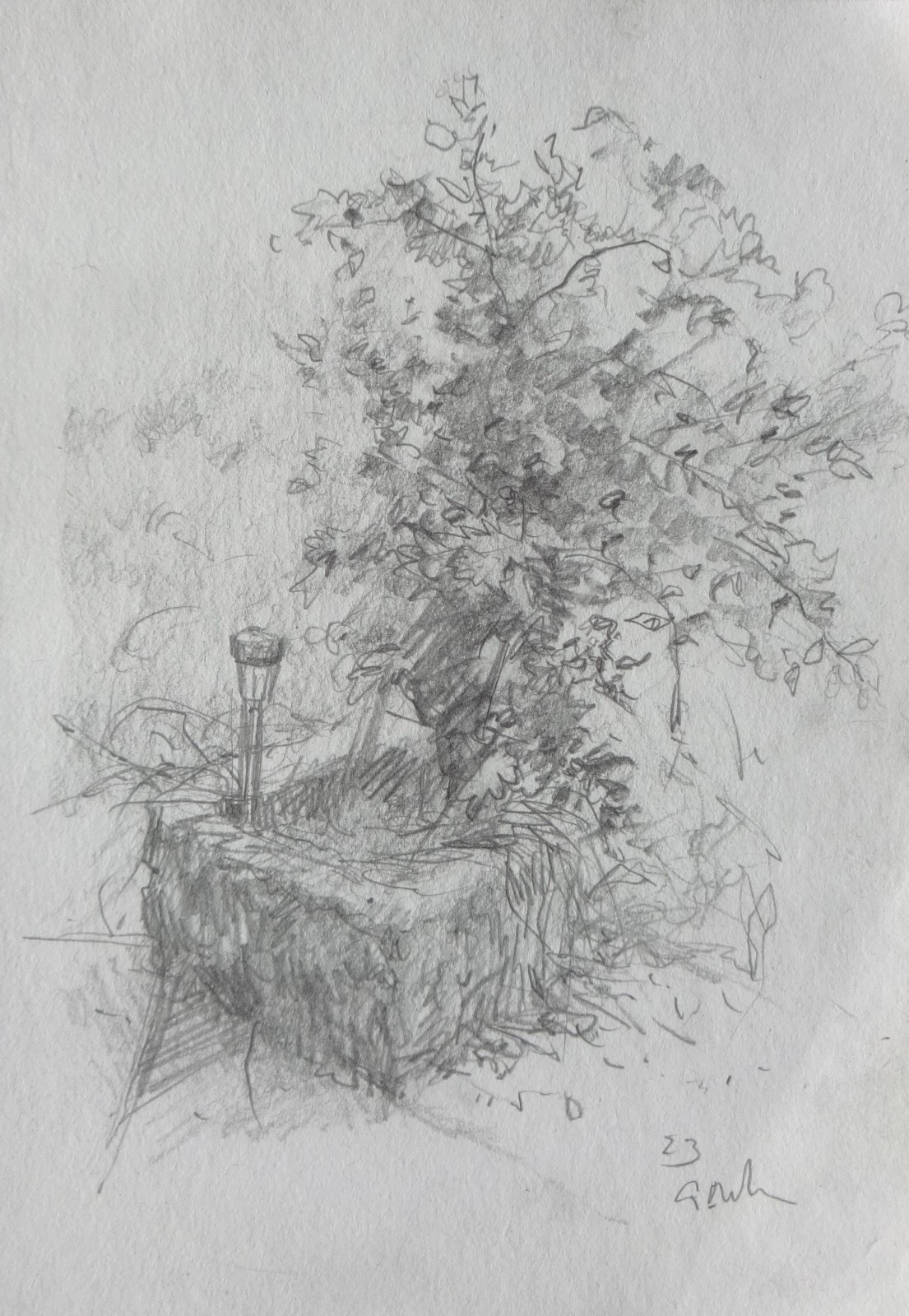 GERRY MILLER. “Still life, Plant”. Pencil Drawing on Paper.14x20cm.