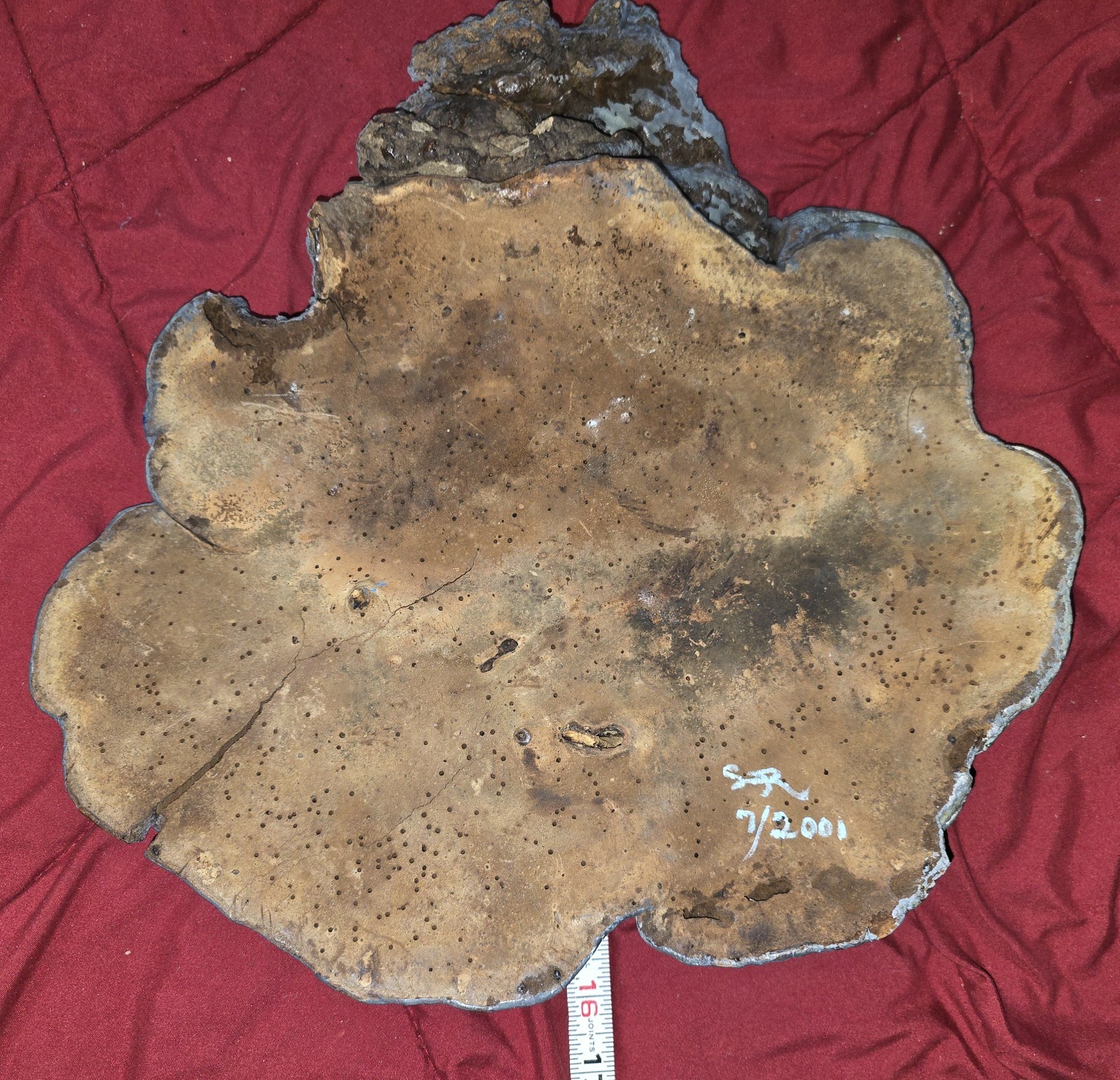 HUGE Vintage Oyster Fungus Mushroom with Hand Painted Scene!