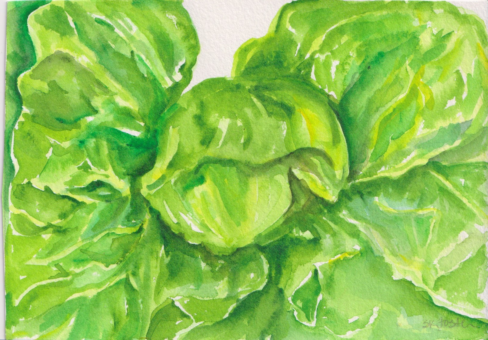 5×7 Cabbage Original Watercolor Painting, Garden Vegetables Sharon Foster