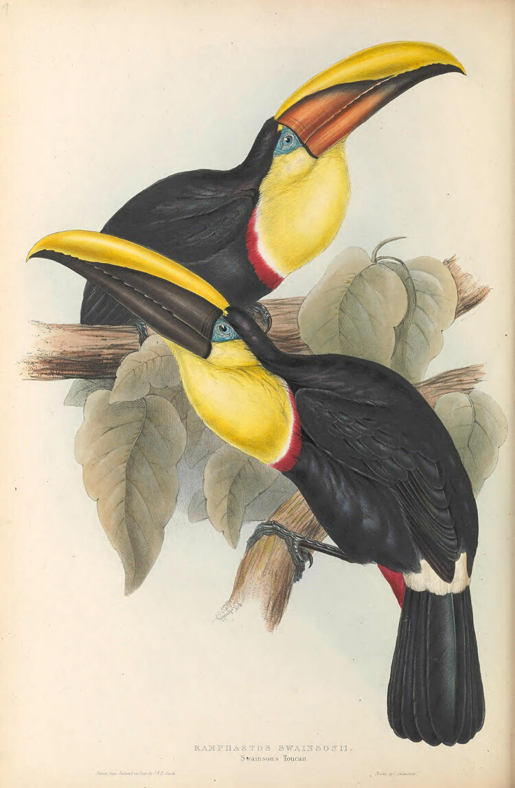 1834 John & Elizabeth Gould – Swainson’s Toucan 13×19 Lithograph Print Exc. P9