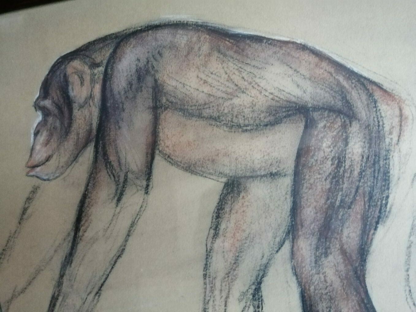 Auguste Tremont 1892 1980 Artist Luxembourgish Pastel & Charcoal Chimp Monkey