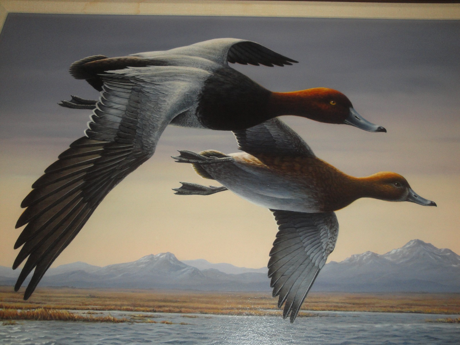 ORIGINAL Painting By Robert Hautman 1987 2nd Place Washington State Duck Stamp!