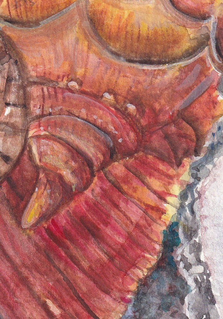 Original ACEO Oyster & Seashells on Beach Watercolor Painting – Mini Ocean Art