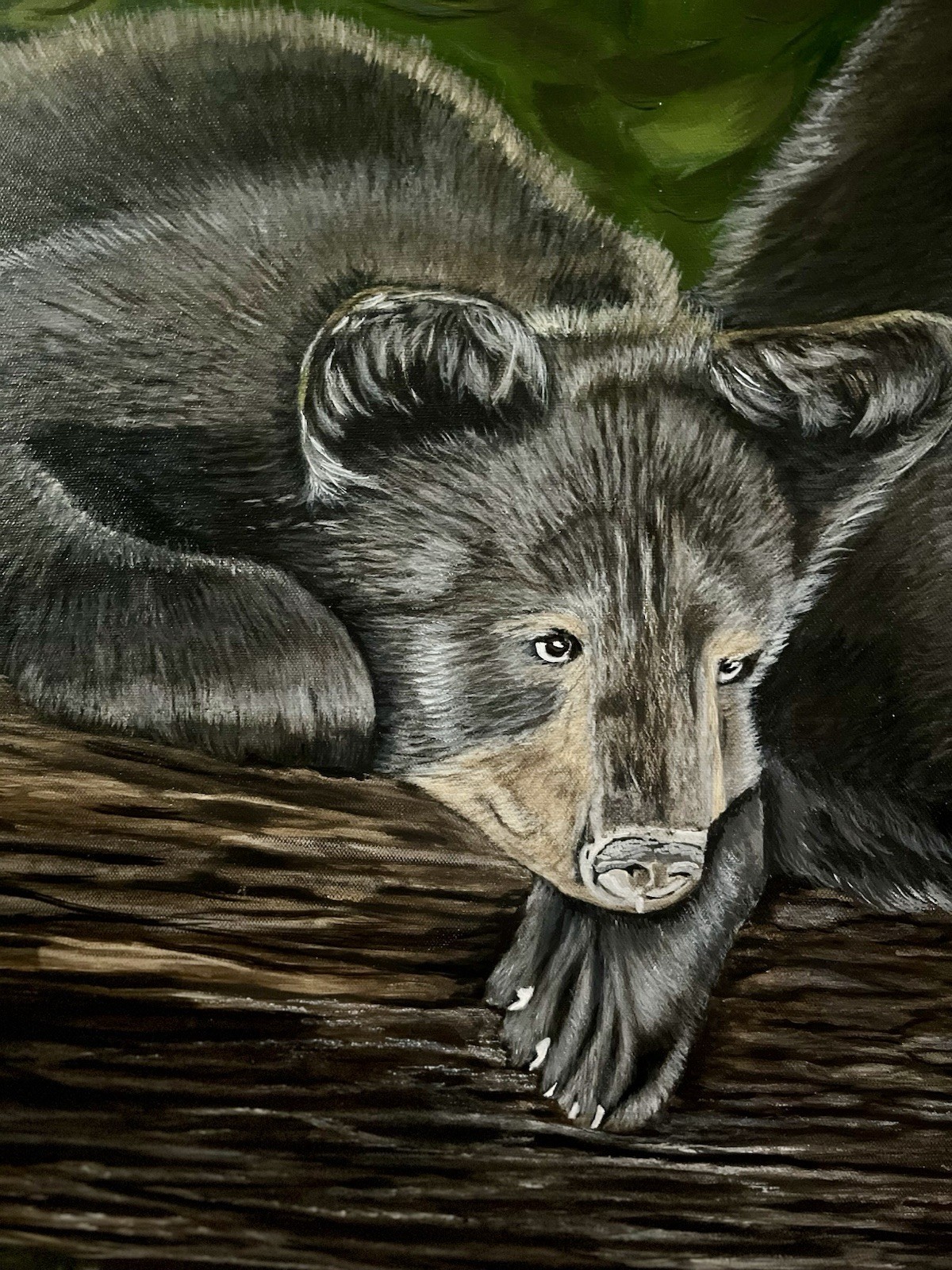 Black Bear Cubs