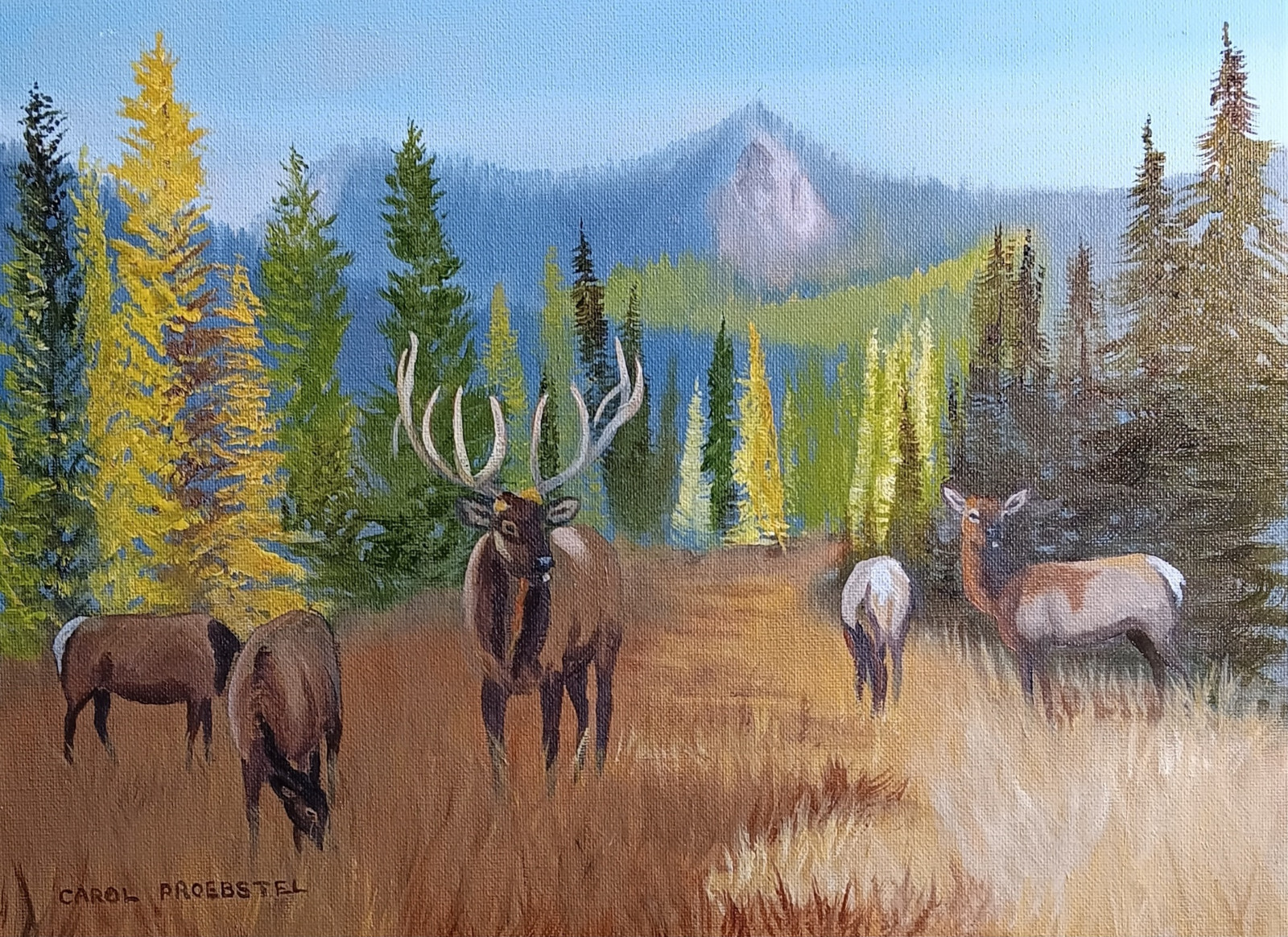 Original oil painting wildlife elk autumn tamarack fall wapiti Carol Proebstel