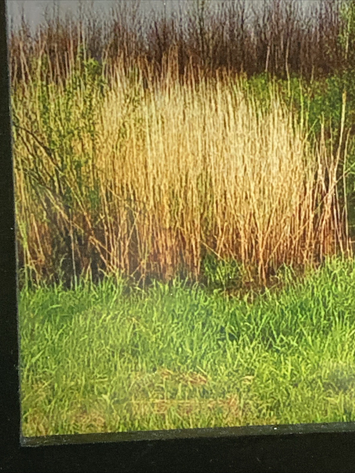 Framed Landscape Photo Of Marsh Stream Grasses Reeds Trees Green-Yellow-Blue Hue