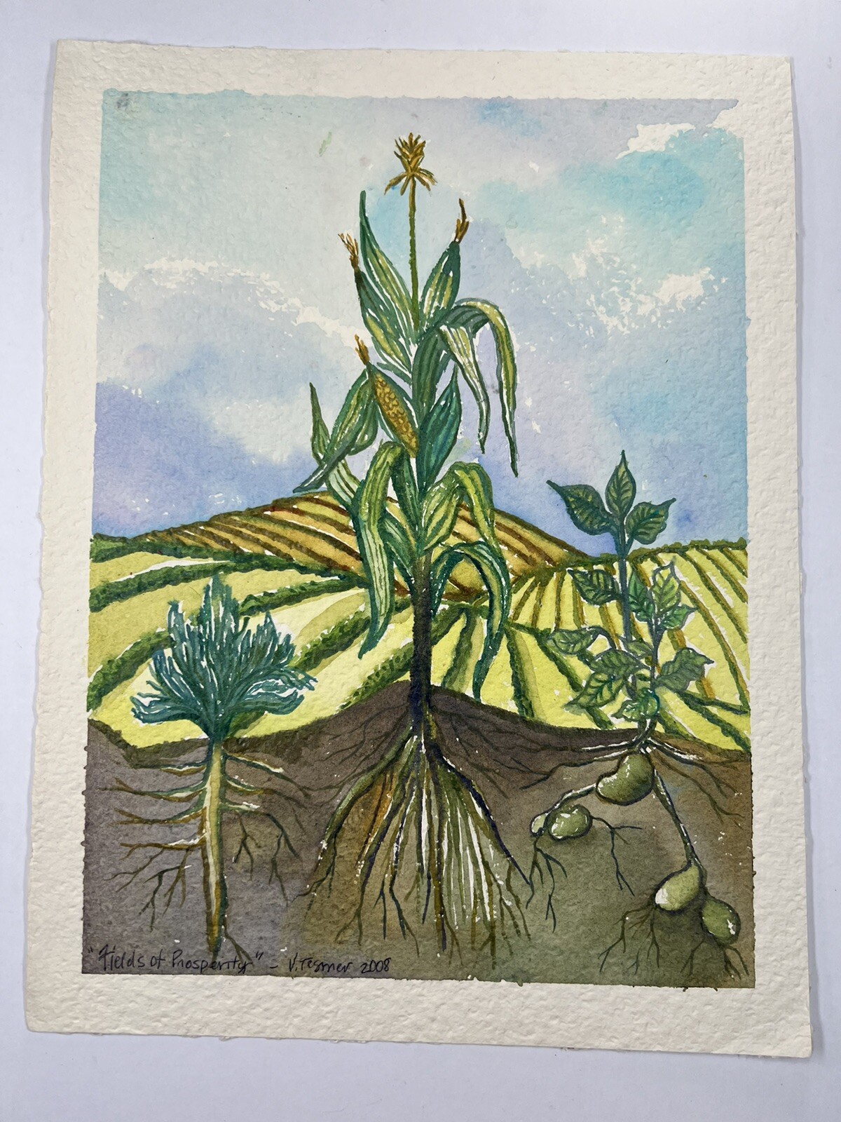 Vicky Tesmer Watercolor Farming Painting Plants Corn Fields Of Prosperity 14×11”