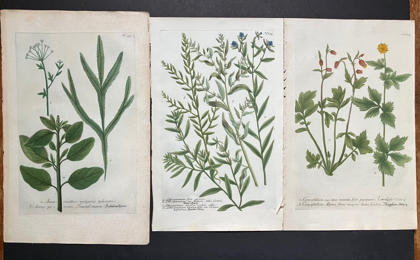 Johann WEINMANN 18th c Botanical Mezzotint :.. Group of 3 vg condition c1740
