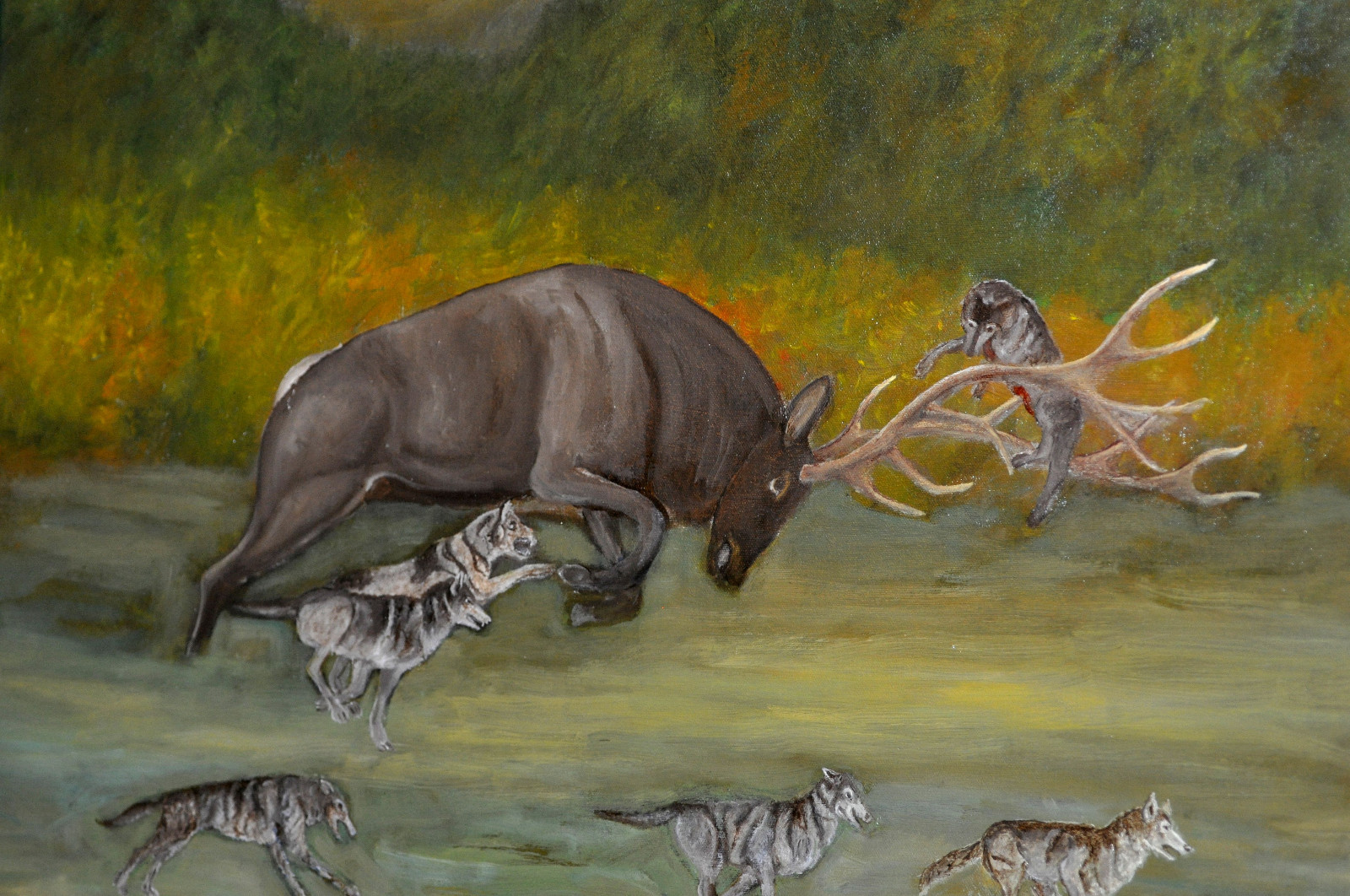 Large Americana Wolves attacking Elk Oil Painting