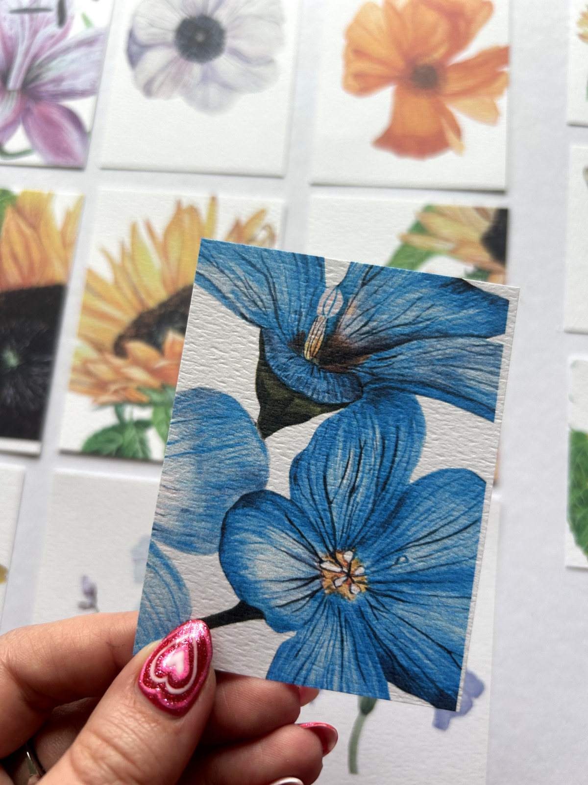 ACEO Edition- Print. Sawyer Crane Flower Watercolor Wild Blue Flax Lewis Prarie