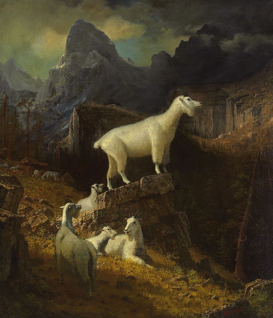 perfact 20×24 oil painting handpainted on canvas»Goats on Rocky Mountain» NO3587