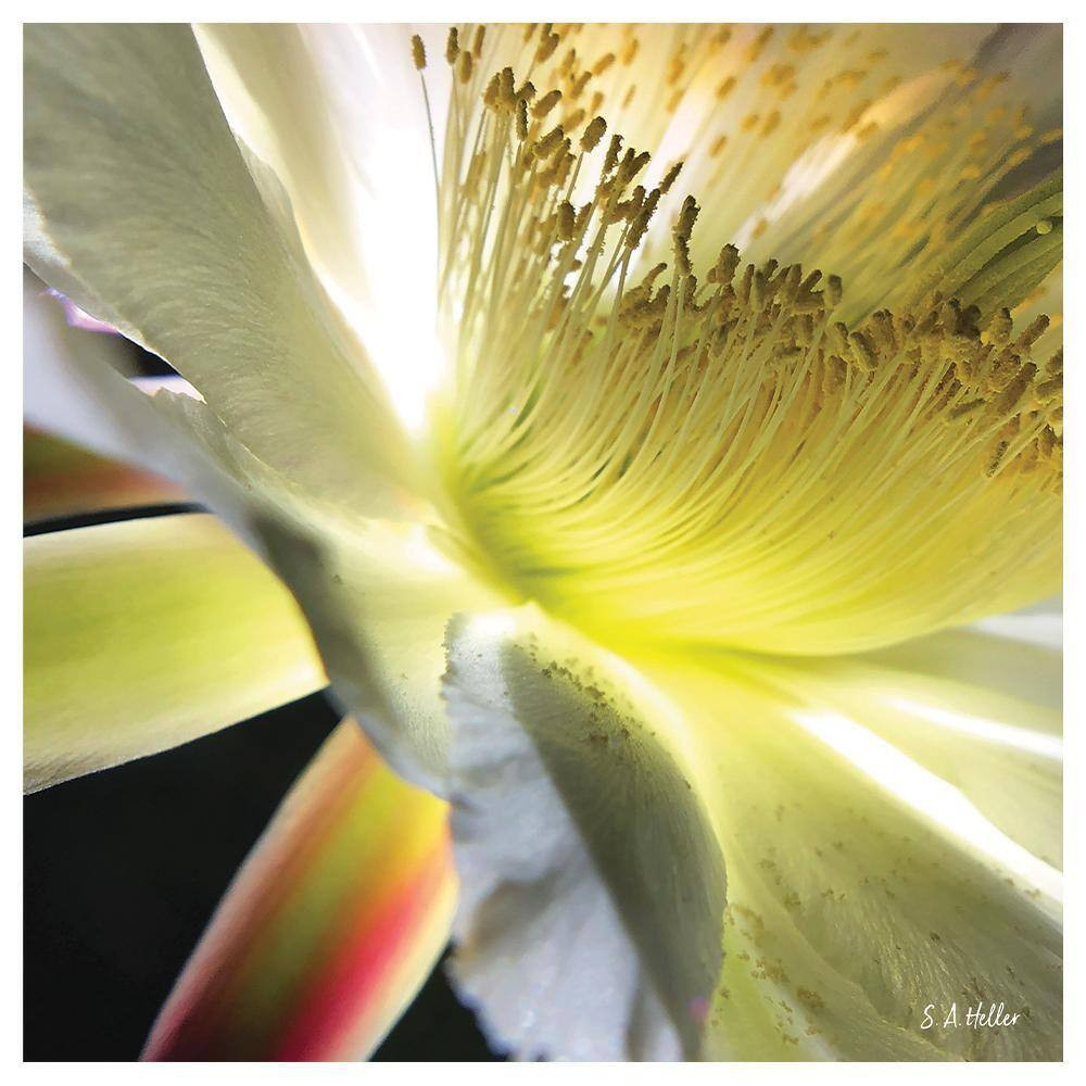 Bloom Parade by Steven a Heller 1-Piece Unframed Canvas Drawing Print 30 In. X 3