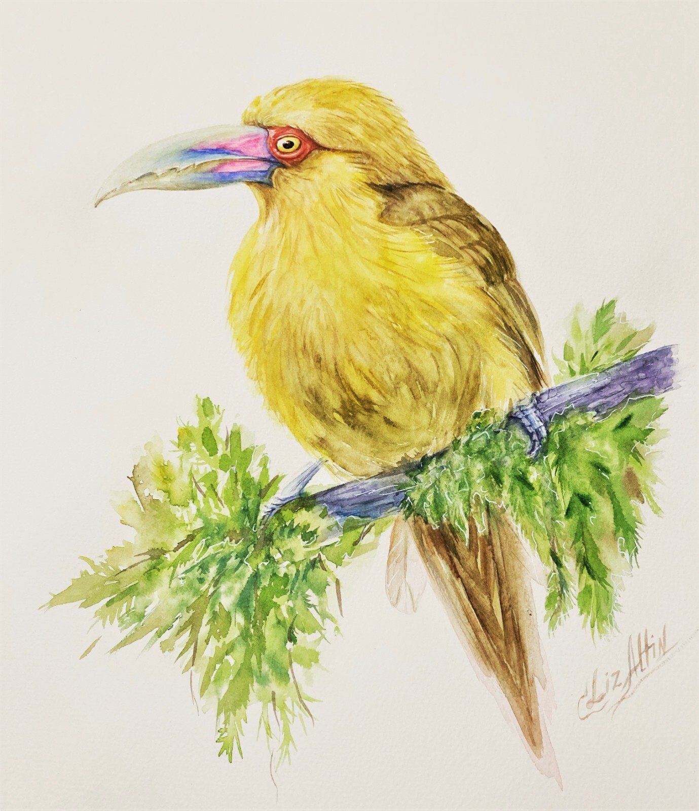Bird Saffron Toucanet Watercolor Original Painting