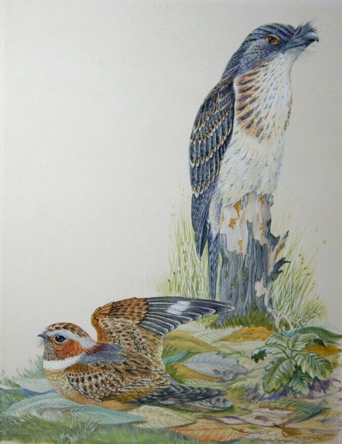 AUSTRALIAN WATERCOLOUR OF BIRDS BY ROBIN HILL 1967 PAINTED ON ART BOARD P118