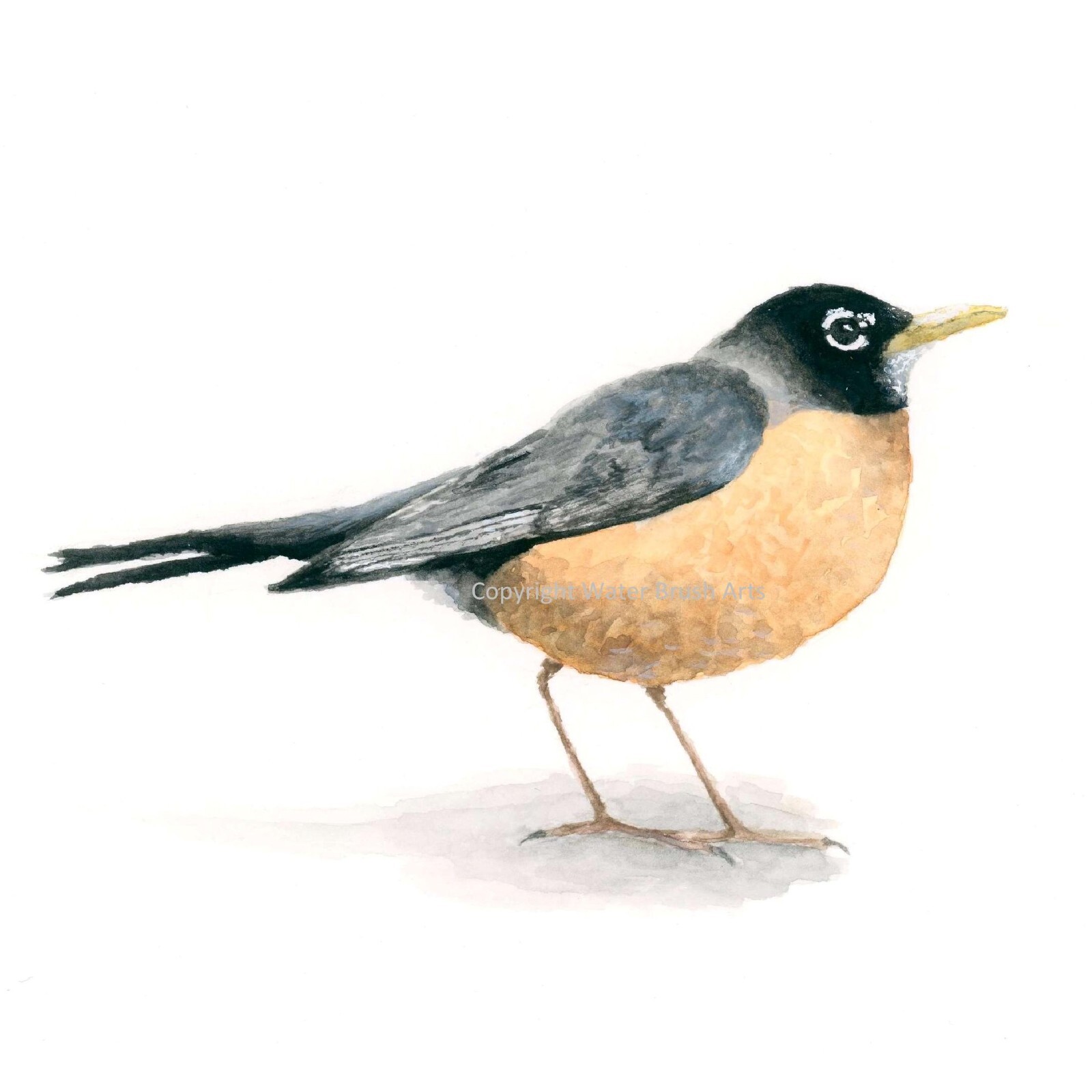 Robin Hand-Painted Watercolor Giclee Print, Unframed