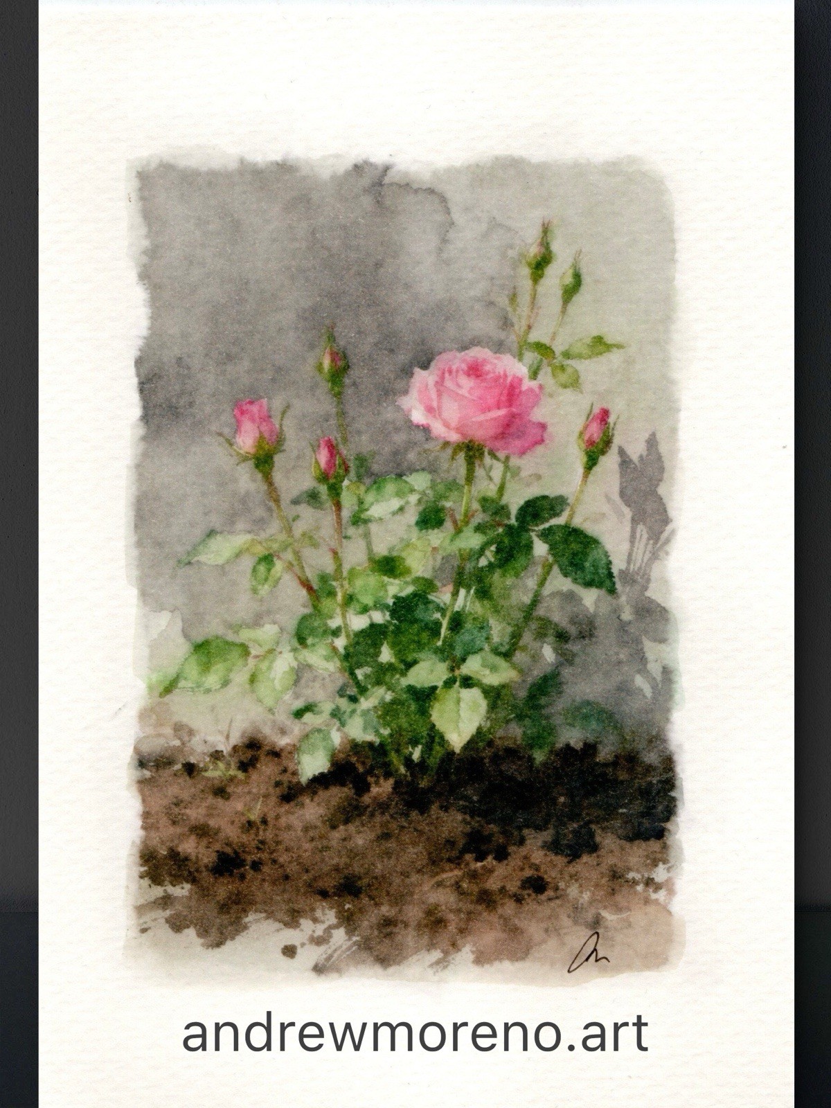 Original Watercolor Rose Painting Collection – 5×7 Collectors Size
