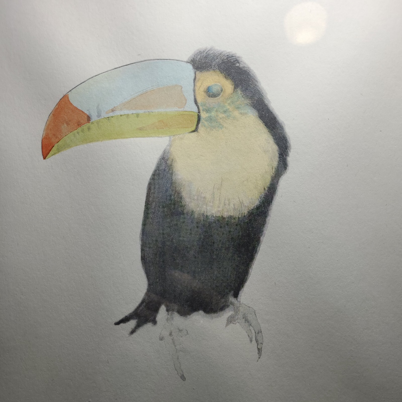 Toucan Watercolor framed signed