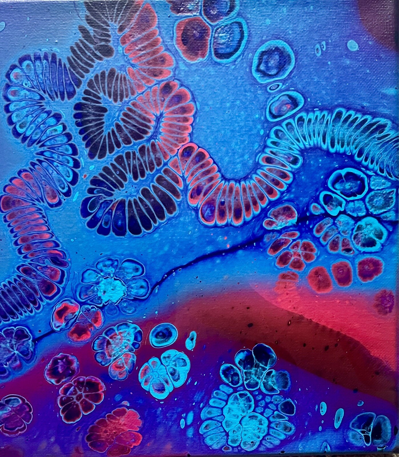 “Zoanthid” Fluid Art acrylic painting, 10X20 canvas by Etheric Visual Artistry