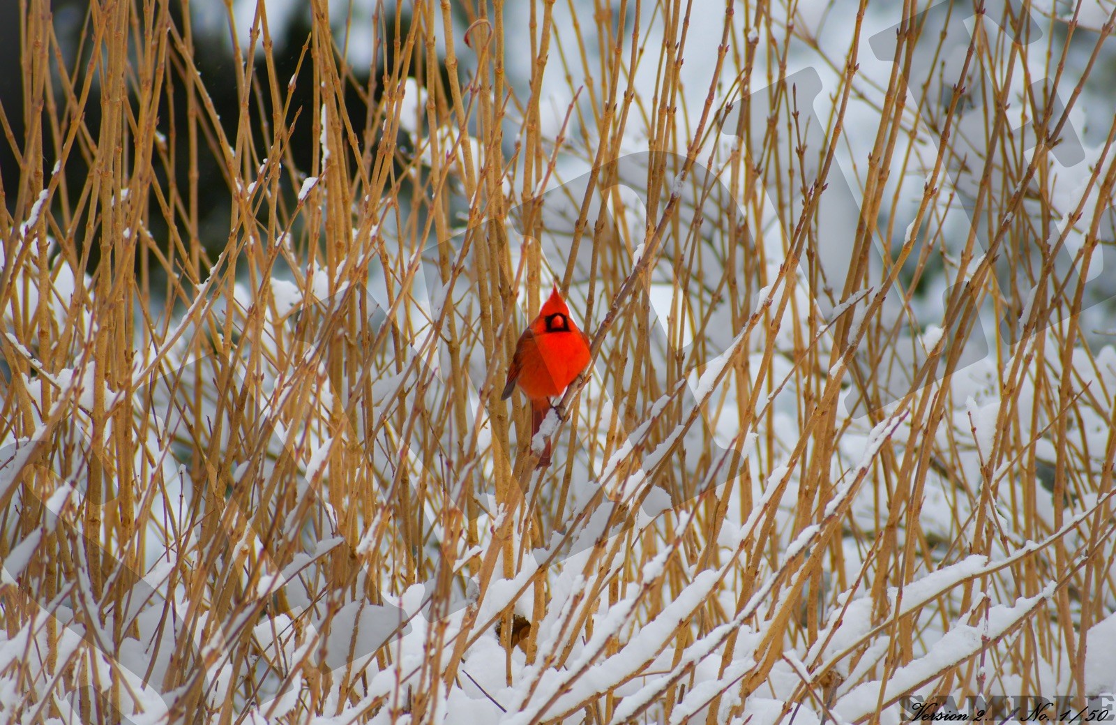 Cardinal Winter Wall Print