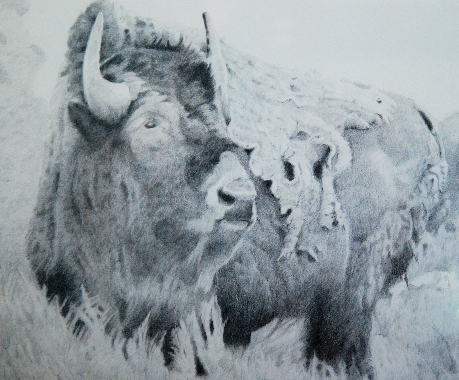 Original Signed Artwork Framed 18″X25″ Graphite Pencil , Bison Grand Teton N.P.