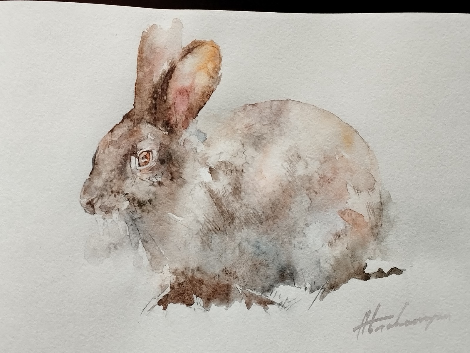 Rabbit