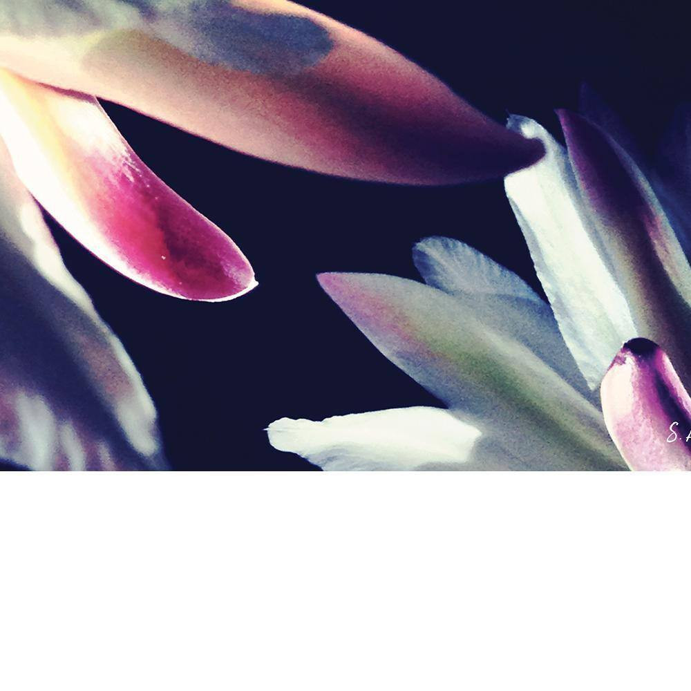 BLOSSOMS TOUCH by Steven A. Heller 1 Piece Unframed Canvas Drawing Print Abstrac