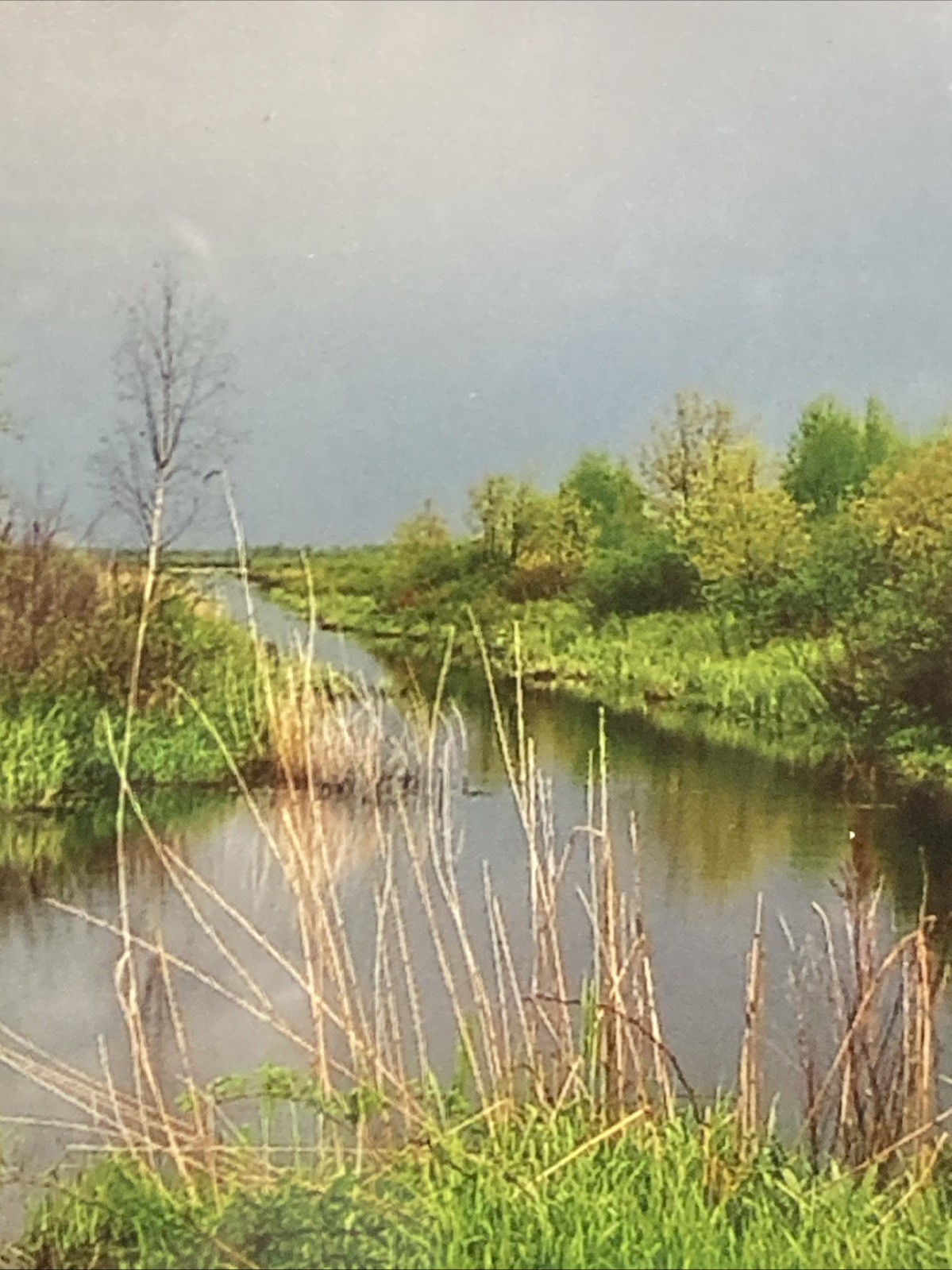 Framed Landscape Photo Of Marsh Stream Grasses Reeds Trees Green-Yellow-Blue Hue