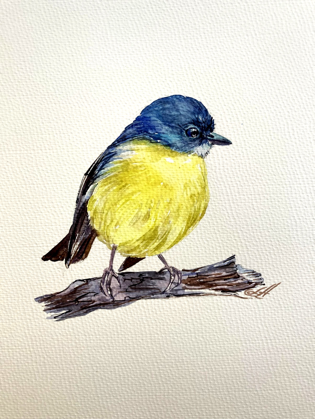 Eastern Yellow Robin Bird Watercolor Original Painting