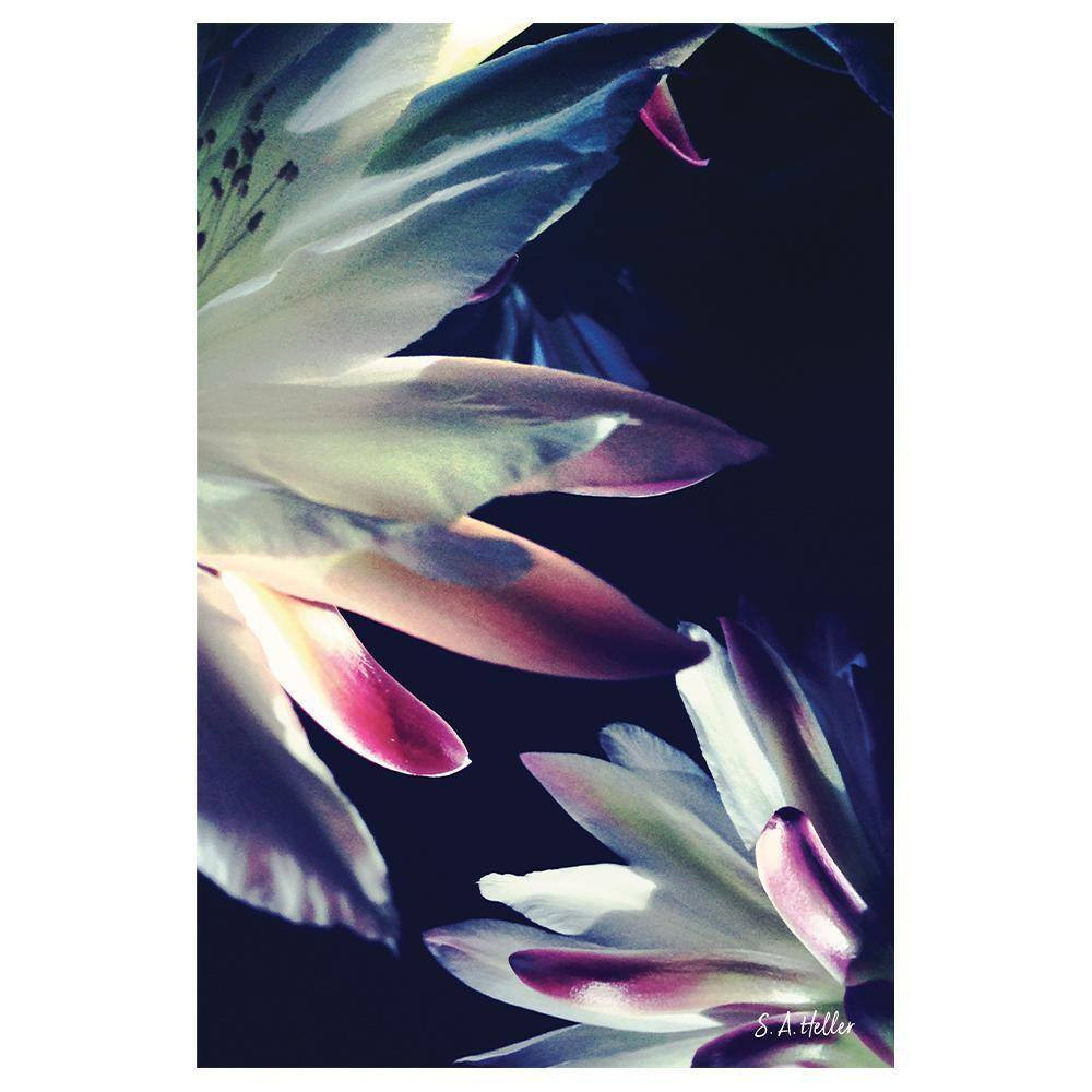 BLOSSOMS TOUCH by Steven A. Heller 1 Piece Unframed Canvas Drawing Print Abstrac