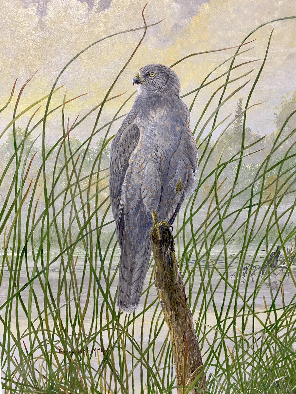 Original Bird Art Painting – Kite Bird by Barry Kent MacKay, Signed, Unframed