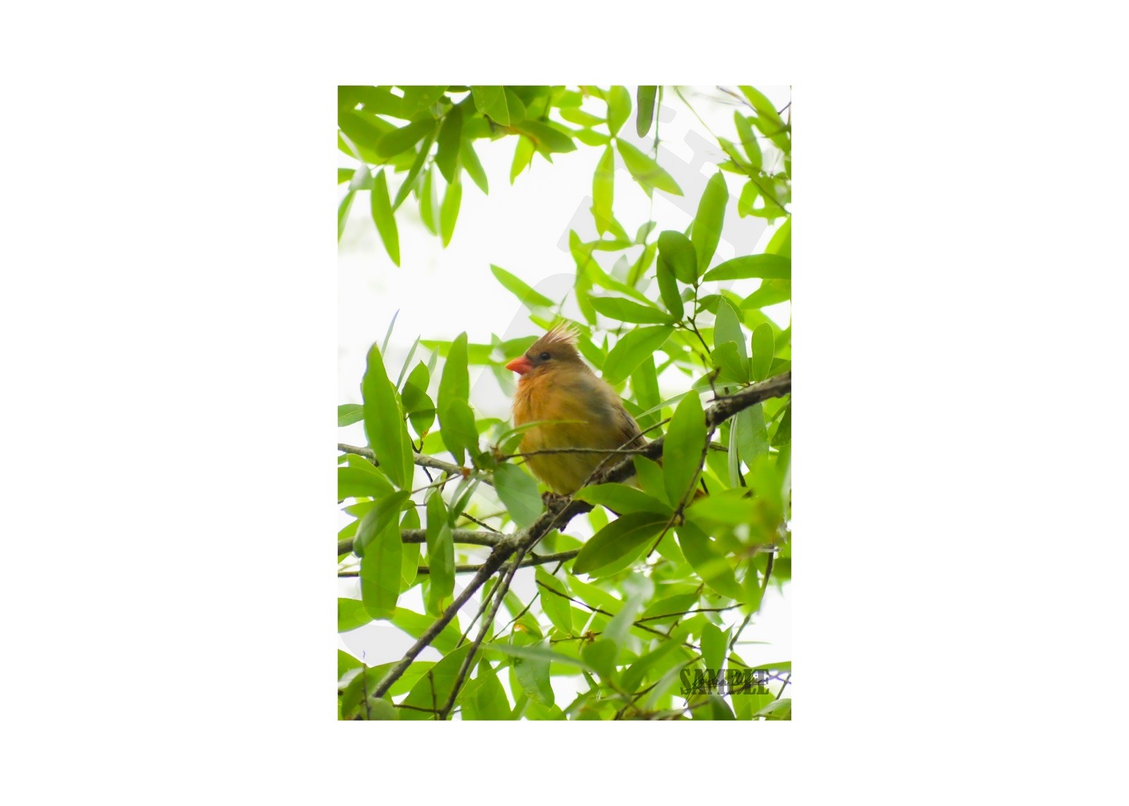 Female Cardinal Wall Print
